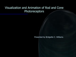 Visualization and Animation of Rod and Cone Photoreceptors Presented by Bridgette C. Williams 