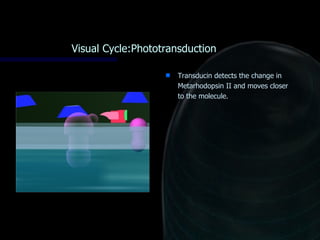 Photoreceptors | PPS