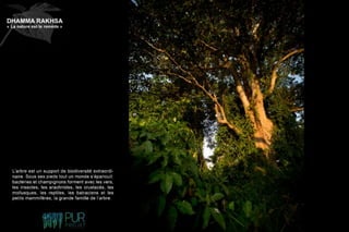Dhamma Rakhsa "La nature est le remède"