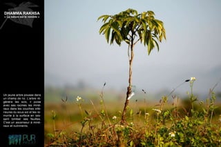 Dhamma Rakhsa "La nature est le remède"