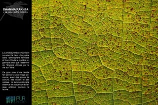 Dhamma Rakhsa "La nature est le remède"