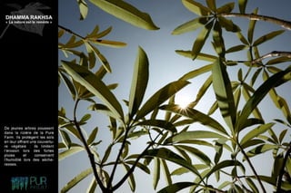 Dhamma Rakhsa "La nature est le remède"
