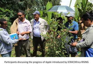 Photo report of the Training of Trainers on Scaling of Africa RISING Project Validated Technologies/Innovations in the Ethiopian Highlands, Debre Birhan, 16-18 May 2017