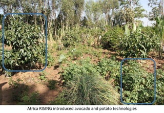 Photo report of the Training of Trainers on Scaling of Africa RISING Project validated technologies/innovations in the Ethiopian Highlands, Hossana, SNNPR, 4-6 April 2017 