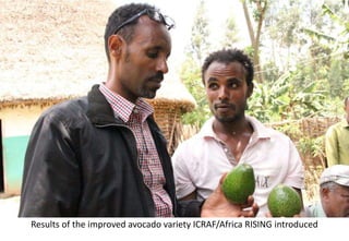 Photo report of the Training of Trainers on Scaling of Africa RISING Project validated technologies/innovations in the Ethiopian Highlands, Hossana, SNNPR, 4-6 April 2017 