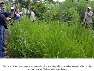 Photo report on landscape-based exchange visits between local partners of the Basona Worena and Lemo Africa RISING sites, Ethiopia, 11-13 May 2016