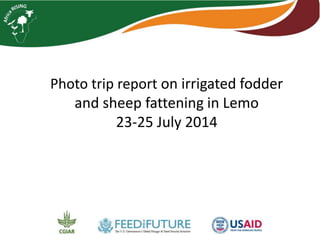 Photo trip report on irrigated fodder 
and sheep fattening in Lemo woreda 
23-25 July 2014 
 