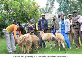 Photo trip report on irrigated fodder and sheep fattening in Lemo woreda, 23-25 July 2014