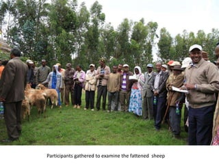 Photo trip report on irrigated fodder and sheep fattening in Lemo woreda, 23-25 July 2014