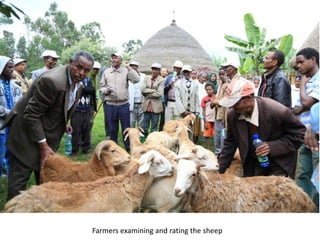 Photo trip report on irrigated fodder and sheep fattening in Lemo woreda, 23-25 July 2014