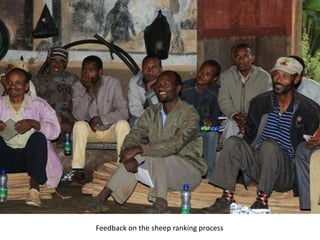 Photo trip report on irrigated fodder and sheep fattening in Lemo woreda, 23-25 July 2014