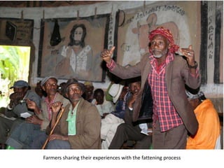 Photo trip report on irrigated fodder and sheep fattening in Lemo woreda, 23-25 July 2014