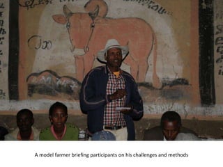 Photo trip report on irrigated fodder and sheep fattening in Lemo woreda, 23-25 July 2014