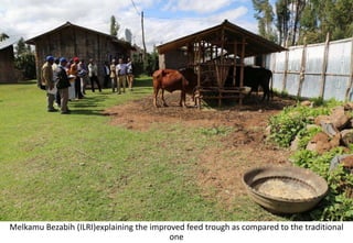 Photo report of the Training of Trainers on Scaling of Africa RISING Project validated technologies/innovations in the Ethiopian Highlands, Bale Robe, Oromia, 2-4 May 2017