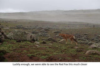 Photo report of the Training of Trainers on Scaling of Africa RISING Project validated technologies/innovations in the Ethiopian Highlands, Bale Robe, Oromia, 2-4 May 2017