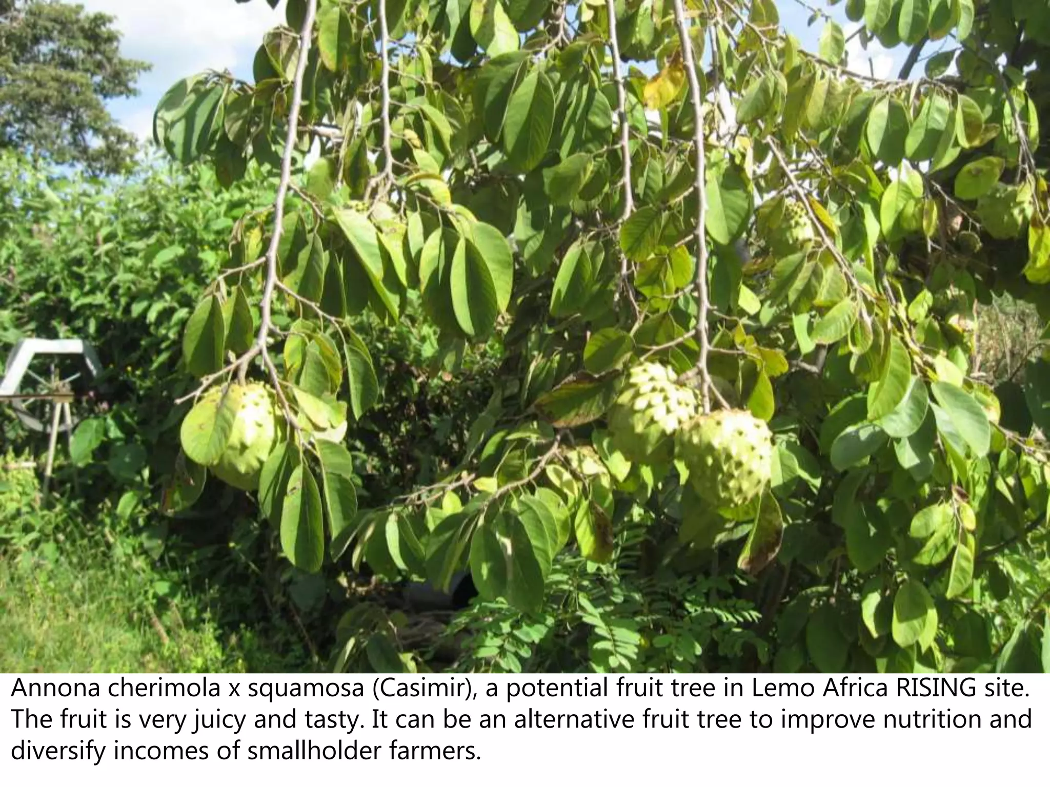 Annona cherimola x squamosa (Casimir), a potential fruit tree in Lemo Africa RISING site.
The fruit is very juicy and tasty. It can be an alternative fruit tree to improve nutrition and
diversify incomes of smallholder farmers.
 