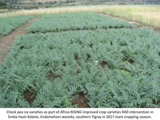 Photo report on Africa RISING R4D and Scaling initiatives field visit in southern Tigray, Ethiopia, 24-25 October 2017