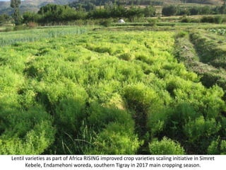 Photo report on Africa RISING R4D and Scaling initiatives field visit in southern Tigray, Ethiopia, 24-25 October 2017