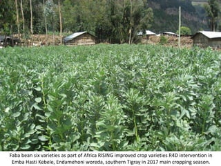 Photo report on Africa RISING R4D and Scaling initiatives field visit in southern Tigray, Ethiopia, 24-25 October 2017