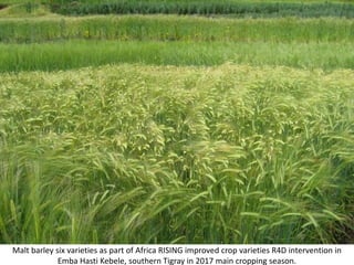 Photo report on Africa RISING R4D and Scaling initiatives field visit in southern Tigray, Ethiopia, 24-25 October 2017