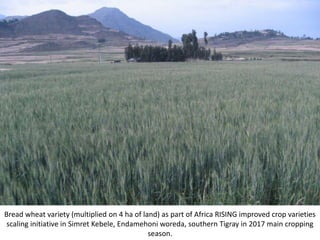 Photo report on Africa RISING R4D and Scaling initiatives field visit in southern Tigray, Ethiopia, 24-25 October 2017