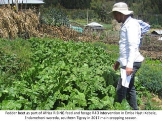 Photo report on Africa RISING R4D and Scaling initiatives field visit in southern Tigray, Ethiopia, 24-25 October 2017