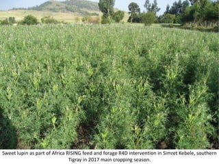 Photo report on Africa RISING R4D and Scaling initiatives field visit in southern Tigray, Ethiopia, 24-25 October 2017