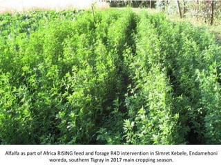 Photo report on Africa RISING R4D and Scaling initiatives field visit in southern Tigray, Ethiopia, 24-25 October 2017