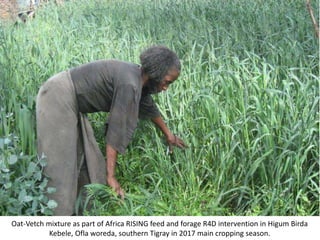 Photo report on Africa RISING R4D and Scaling initiatives field visit in southern Tigray, Ethiopia, 24-25 October 2017