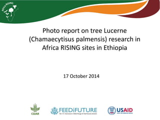 Photo report on tree Lucerne
(Chamaecytisus palmensis) research in
Africa RISING sites in Ethiopia
17 October 2014
 