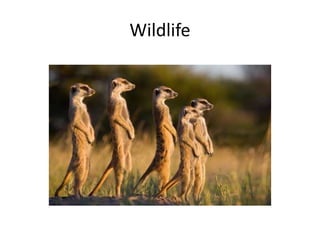 Wildlife 
 