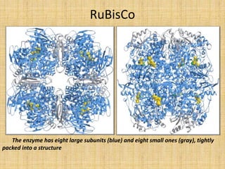 PHOTORESPIRATION | PPTX