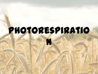 Photorespiratio
      n
 