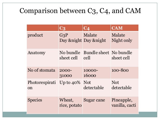 C3 C4 And Cam Plants Chart