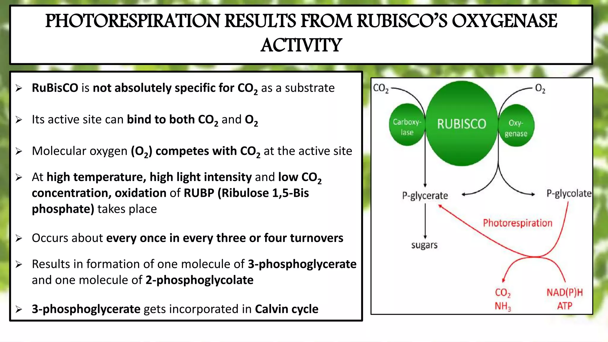 Photorespiration, C2 cycle, Glycolate Pathway | PPTX