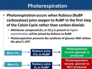 Photorespiration.pptx