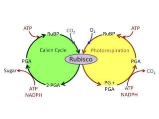 Photorespiration.pptx