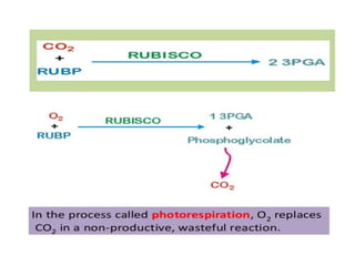 Photorespiration.pptx