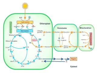 Photorespiration.pptx