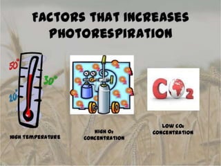 Photorespiration.pptx