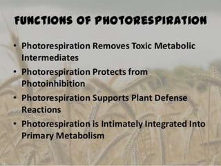 Photorespiration.pptx