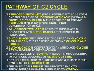 PHOTORESPIRATION.pptx