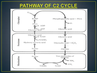 Photorespiration Or C2 Cycle