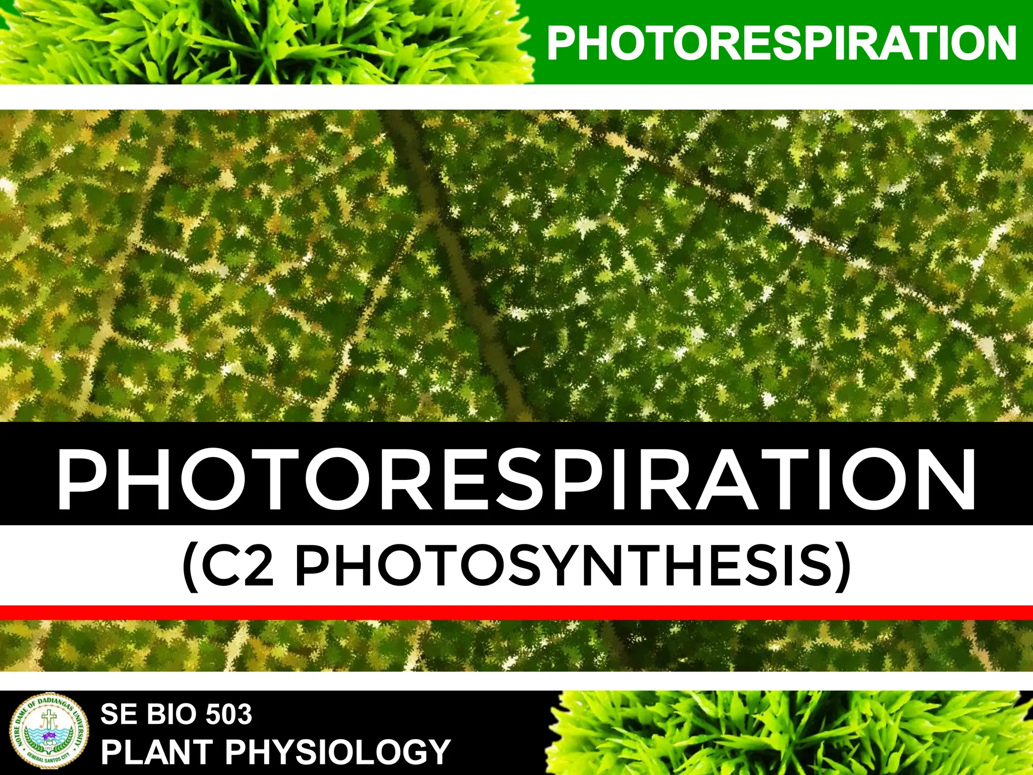 SE BIO 503
PLANT PHYSIOLOGY
PHOTORESPIRATION
 