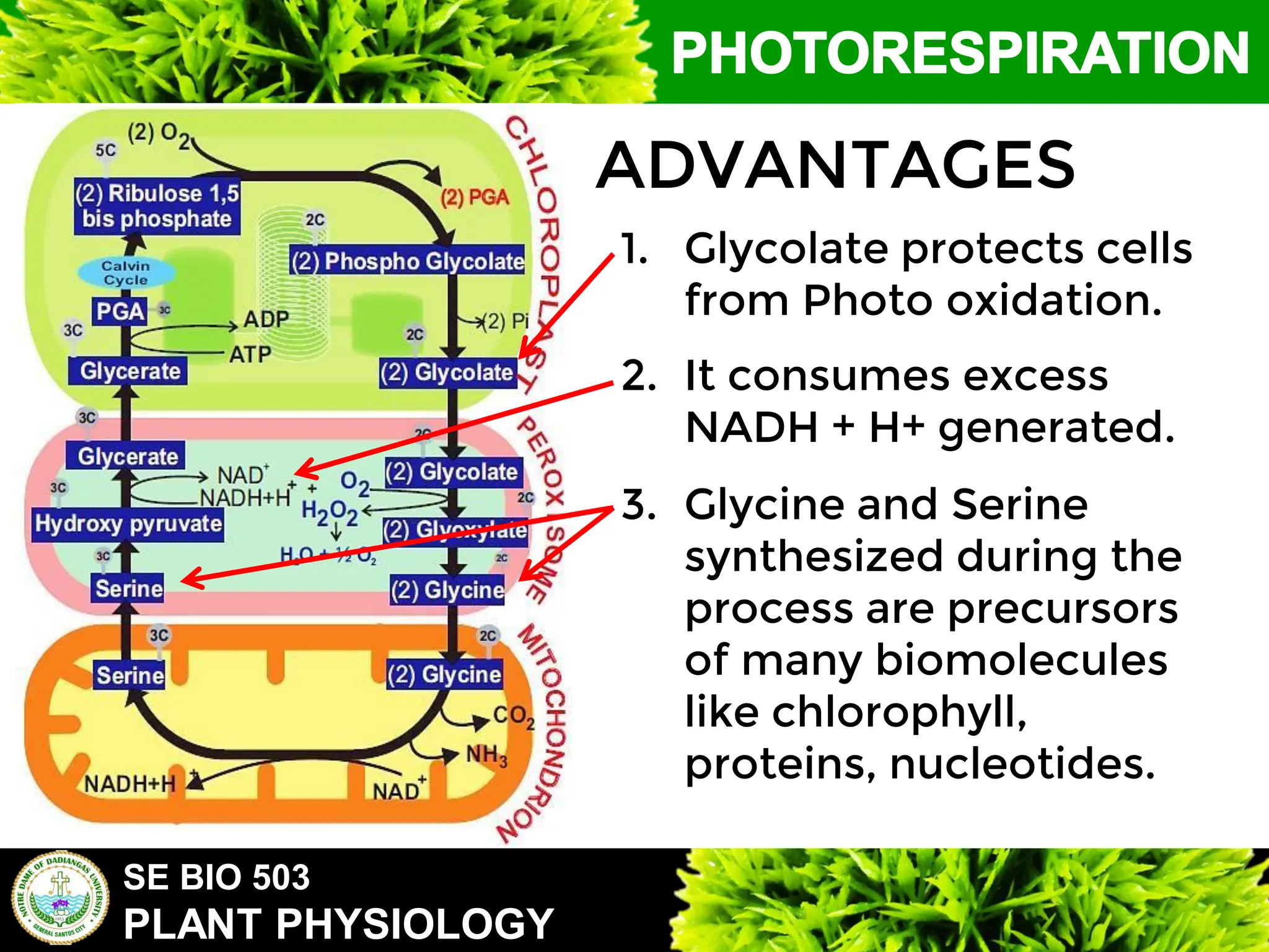 SE BIO 503
PLANT PHYSIOLOGY
1. Glycolate protects cells
from Photo oxidation.
2. It consumes excess
NADH + H+ generated.
3. Glycine and Serine
synthesized during the
process are precursors
of many biomolecules
like chlorophyll,
proteins, nucleotides.
ADVANTAGES
 