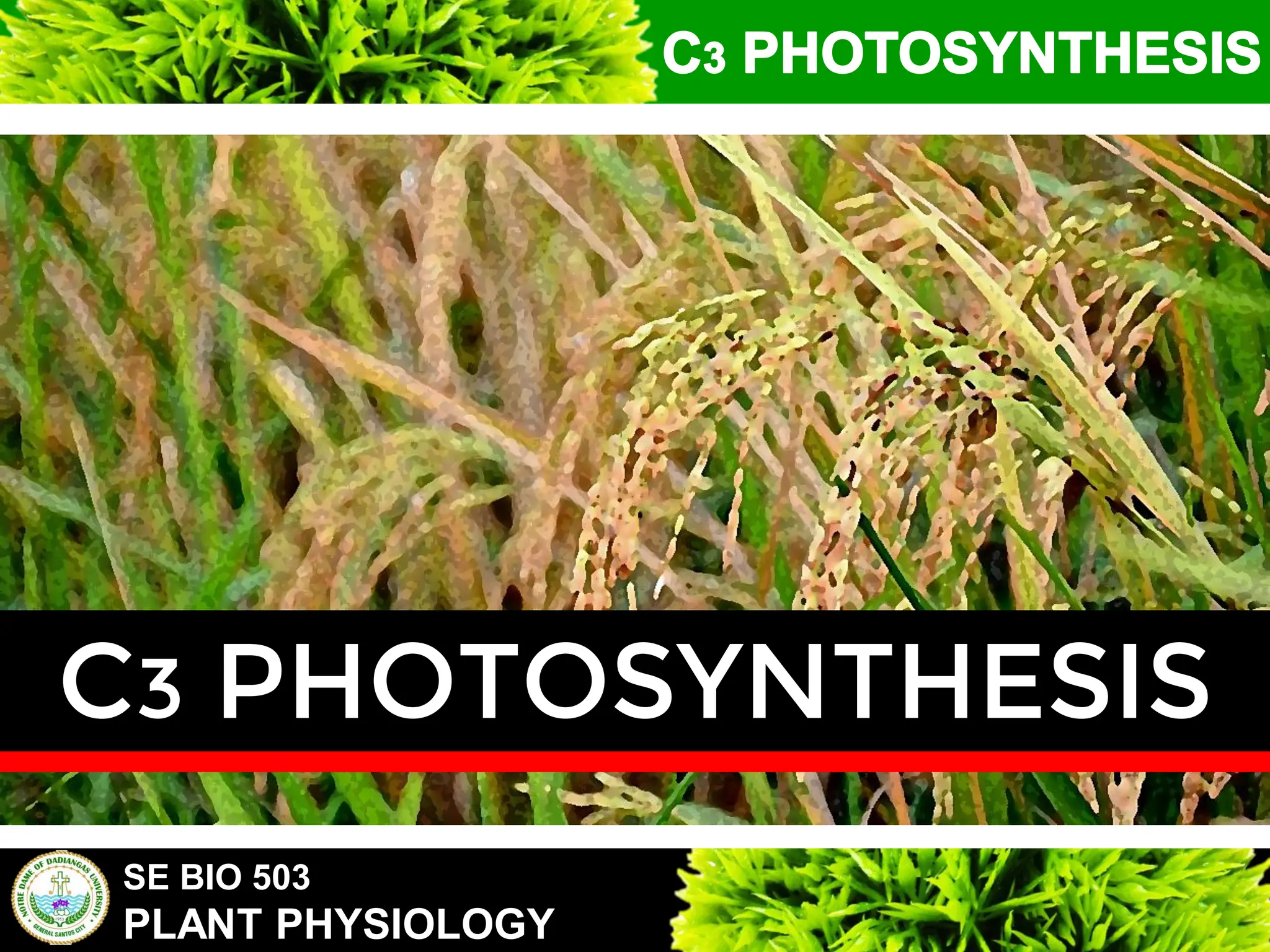 SE BIO 503
PLANT PHYSIOLOGY
C3 PHOTOSYNTHESIS
 