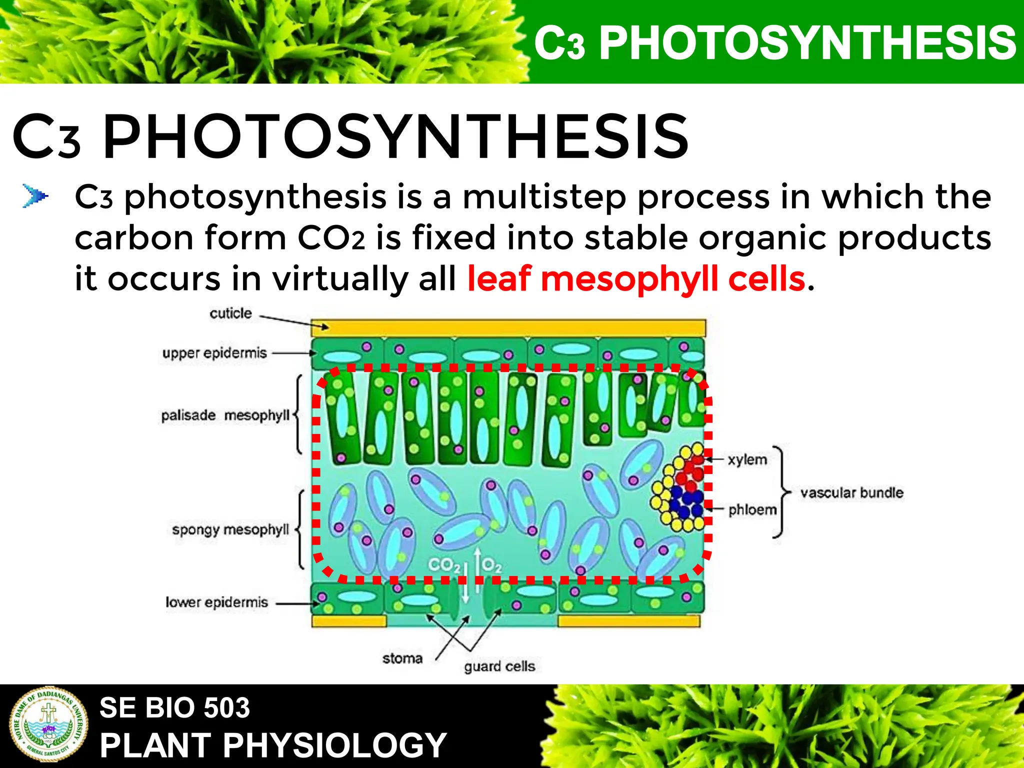 SE BIO 503
PLANT PHYSIOLOGY
C3 PHOTOSYNTHESIS
C3 photosynthesis is a multistep process in which the
carbon form CO2 is fixed into stable organic products
it occurs in virtually all leaf mesophyll cells.
 