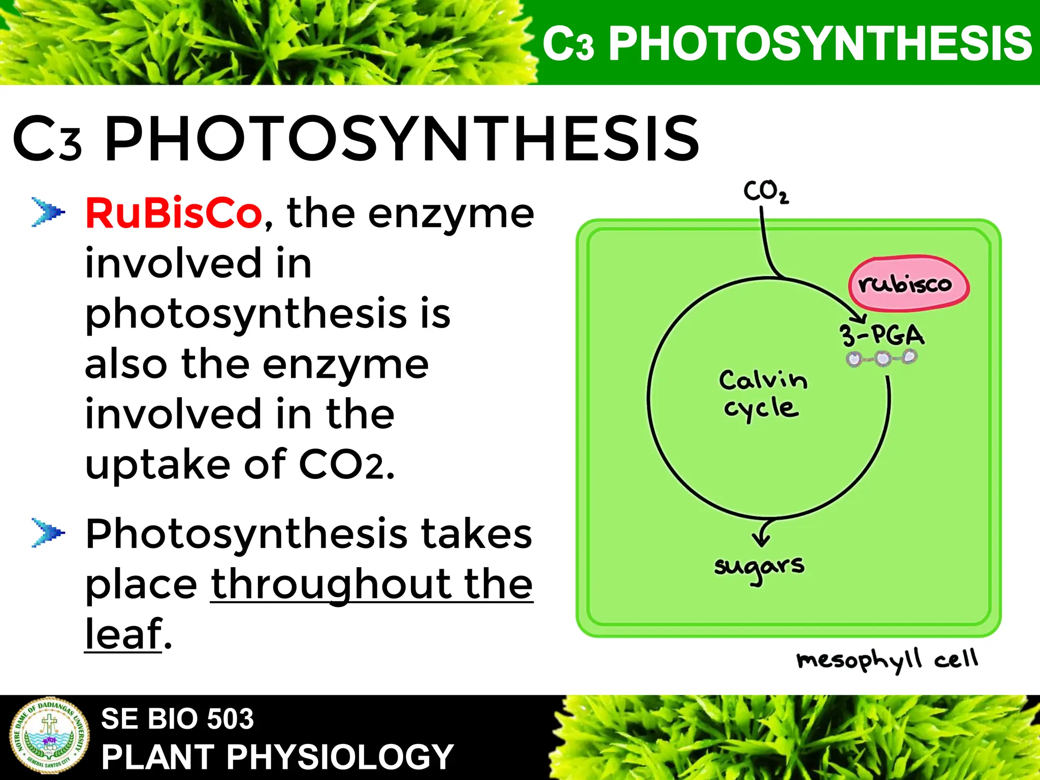 SE BIO 503
PLANT PHYSIOLOGY
C3 PHOTOSYNTHESIS
RuBisCo, the enzyme
involved in
photosynthesis is
also the enzyme
involved in the
uptake of CO2.
Photosynthesis takes
place throughout the
leaf.
 