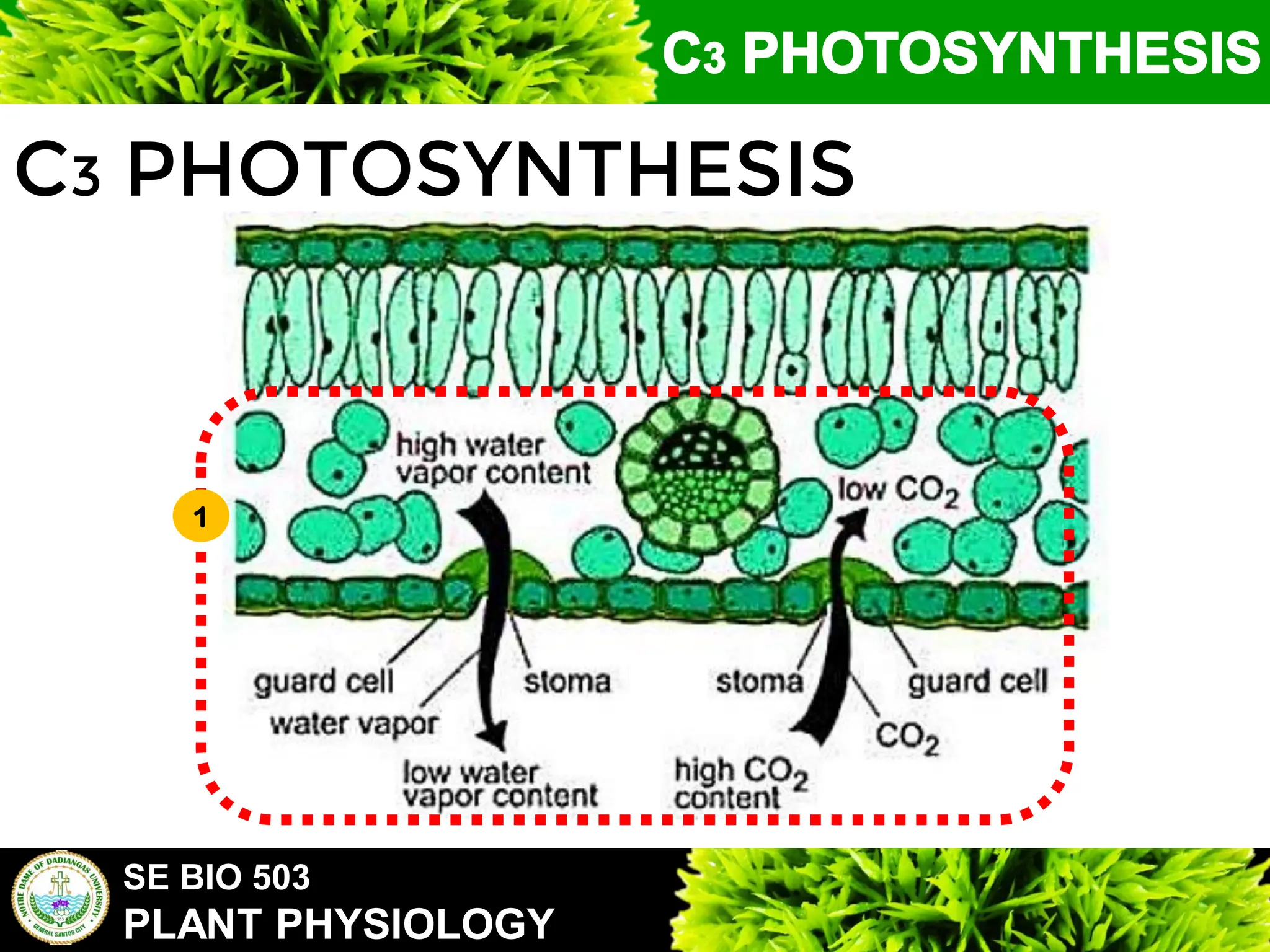 SE BIO 503
PLANT PHYSIOLOGY
C3 PHOTOSYNTHESIS
1
 