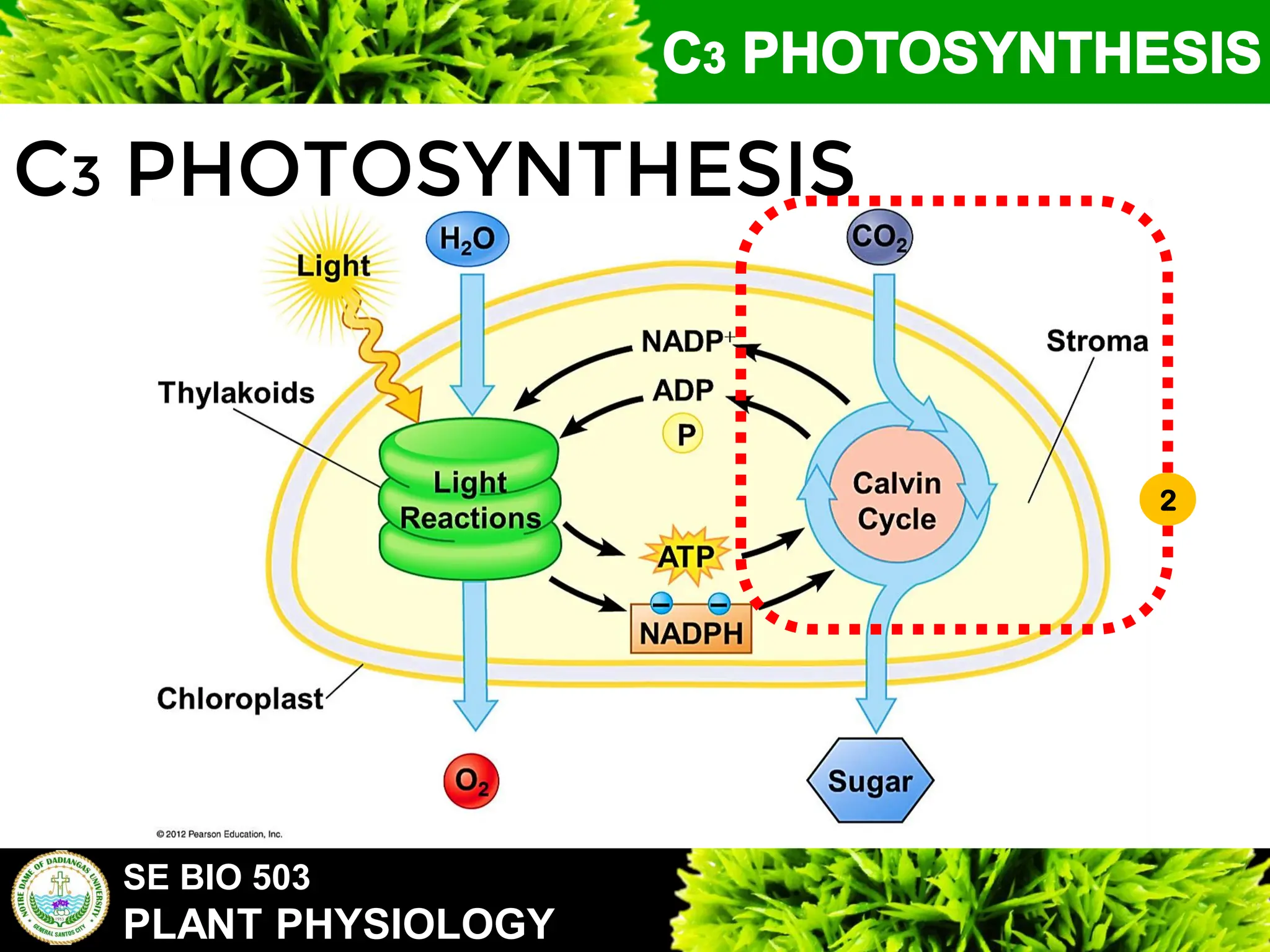 SE BIO 503
PLANT PHYSIOLOGY
C3 PHOTOSYNTHESIS
2
 